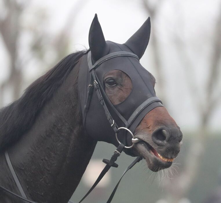 馬トク激走馬に算出されたフルール