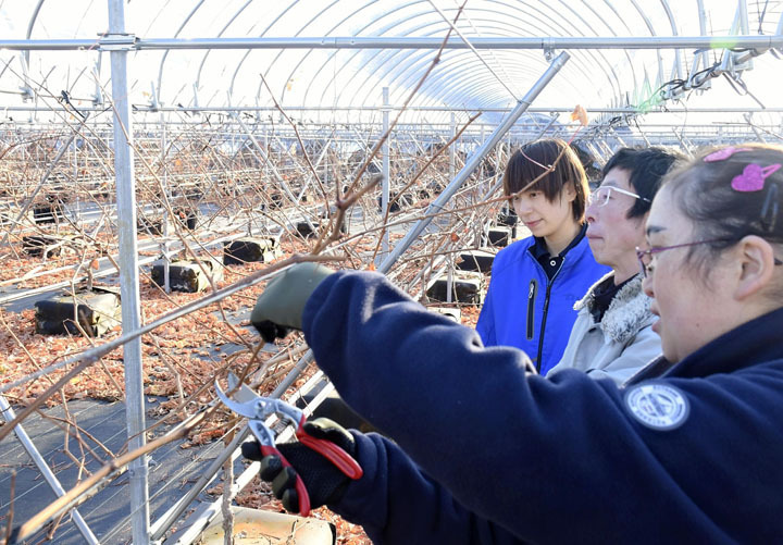 昨年定植したブドウの枝を切る施設利用者ら＝富岡町