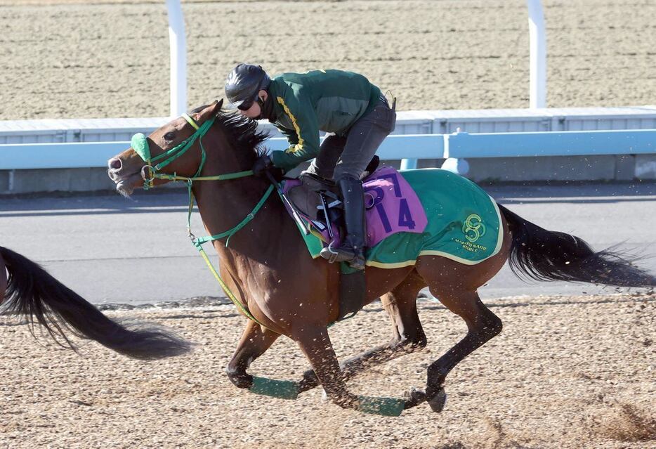 ルージュミレネールは6ハロン81秒9の好時計をマークした＝美浦トレセン（撮影・塩浦孝明）