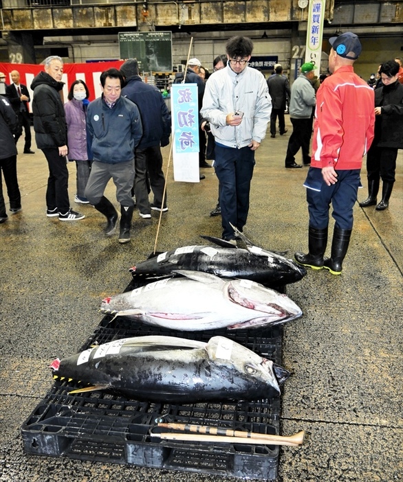 約１０年ぶりに行われたマグロの競り