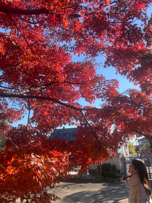 ご挨拶に伺ったお寺の紅葉がとても綺麗でした