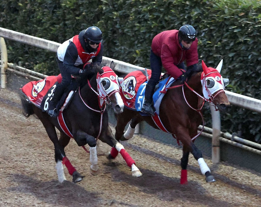 坂路を併せ馬で追い切るタイセイカレント（左）