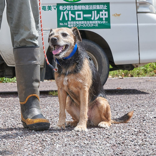 奄美で活躍した探索犬。マングースが捕れなくなった後も年1回は沖縄に連れていき、モチベーションを維持させていたという（国立環境研究所提供）