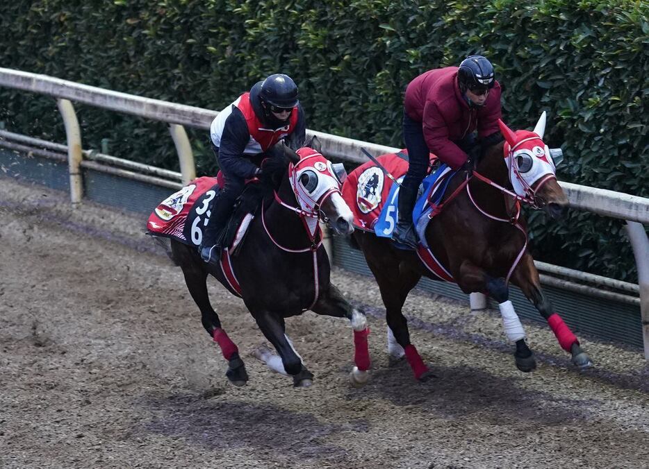 併走馬の真後ろにつける形から併入に持ち込んだタイセイカレント（左）＝栗東トレセン（撮影・岩川晋也）