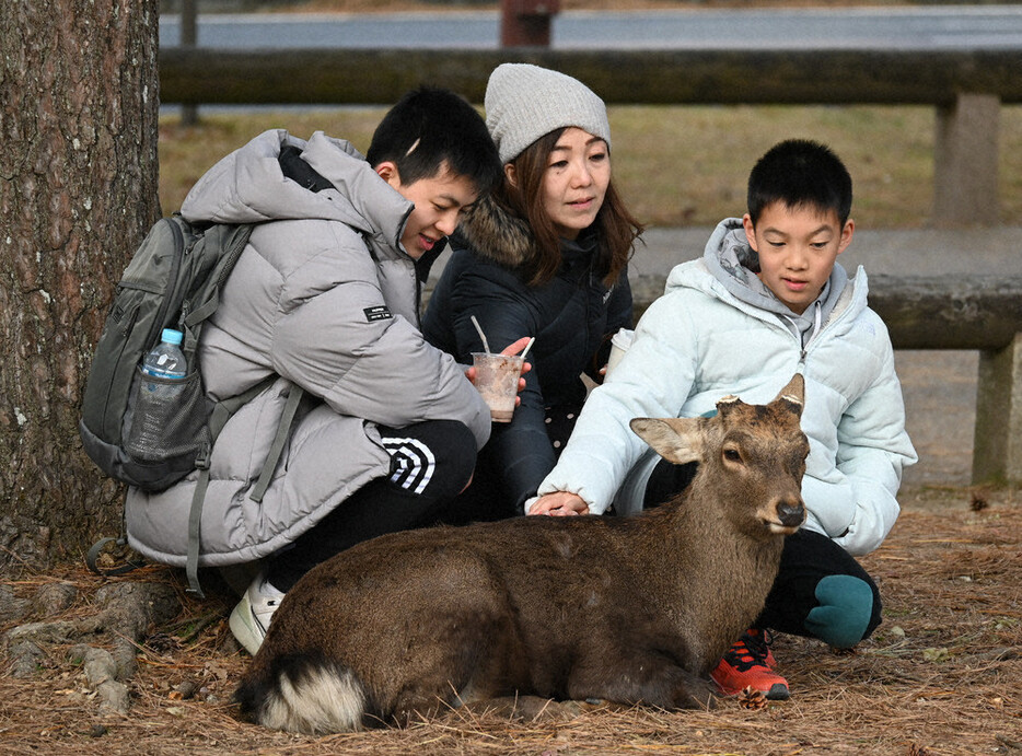 観光客に大人気の鹿＝奈良市の奈良公園で２０２４年１２月２０日、田辺泰裕撮影