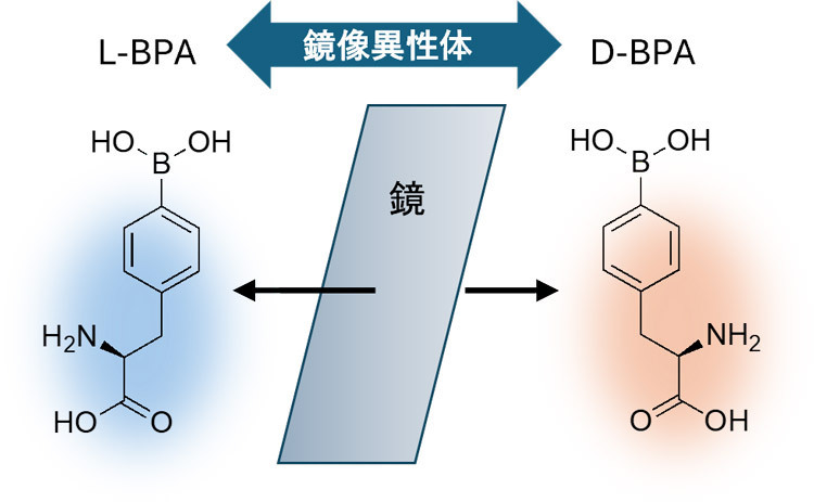 ホウ素中性子捕捉療法（BNCT）に用いるL-ボロノフェニルアラニン（L-BPA、左）と、ポリビニルアルコールと組み合わせることでがん細胞に集まってとどまりやすくなると分かった鏡像異性体D-BPAの化学構造（東京大学の野本貴大准教授提供）