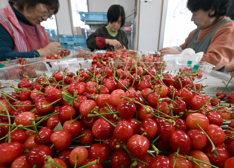 収穫後、選別されるサクランボ＝山形県天童市で2025年1月4日午前10時9分、竹内幹撮影