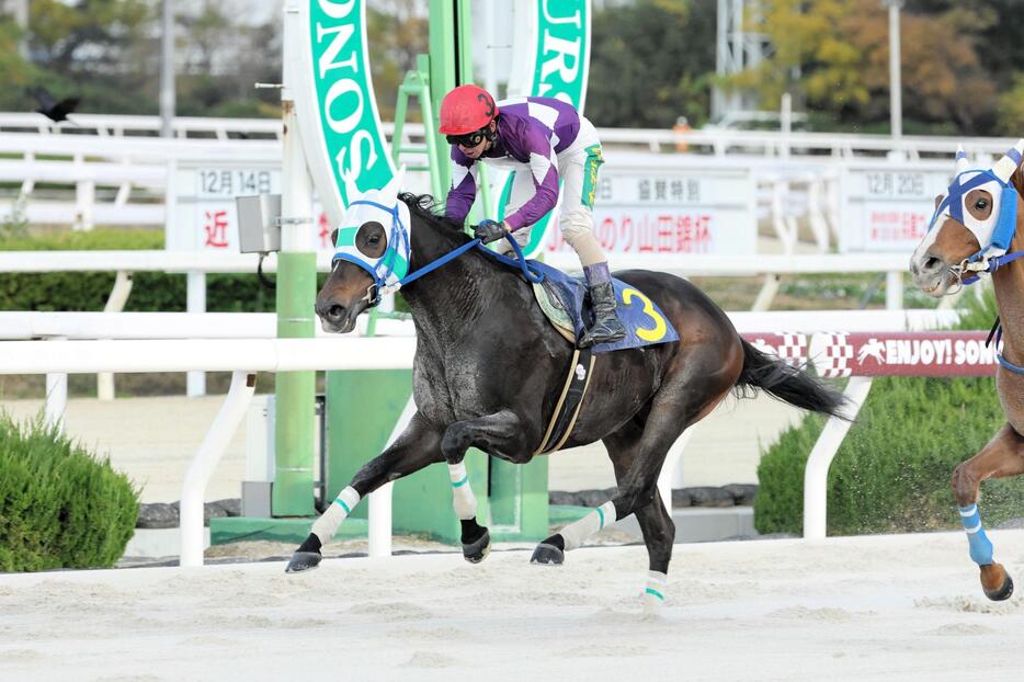 兵庫の年度代表馬に選出されたアラジンバローズ（提供・兵庫県競馬組合）