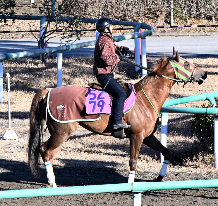 8日、乗り運動するジョリーレーヌ