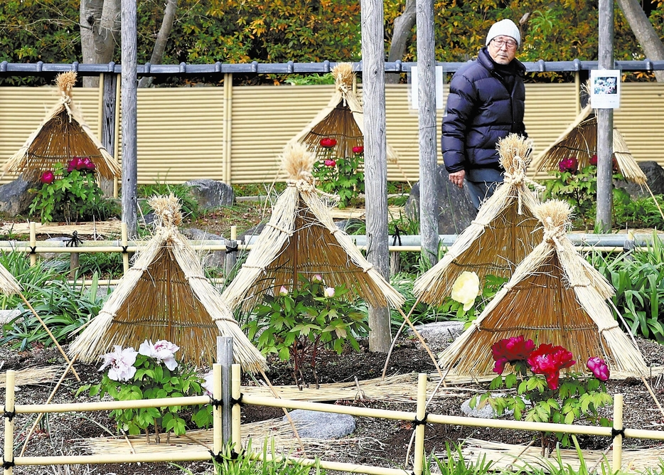 風雪よけのわらの下、大輪の花を咲かせた冬ボタン（7日、福岡市東区で）＝浦上太介撮影