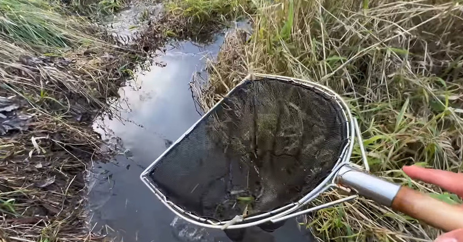 北海道の用水路で“巨大な外来魚”を捕獲→さばいてみると……