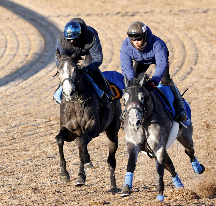 Ｗコースで追い切ったカラヴァジェスティ（左、カメラ・荒牧　徹）