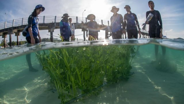 海中に設置された野菜（提供:タイ海洋沿岸資源局）