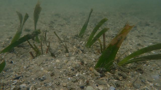 土砂に埋もれた海草（提供:タイ海洋沿岸資源局）