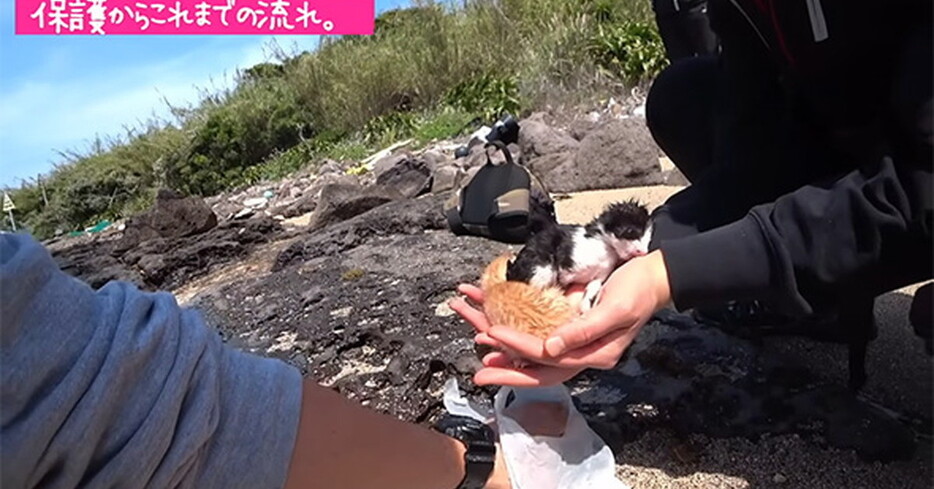 こんなに小さい子猫たちが海岸に……