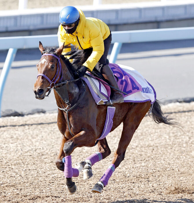 追い切ったニシノラヴァンダ　（馬上は菅原明良騎手、カメラ・荒牧　徹）