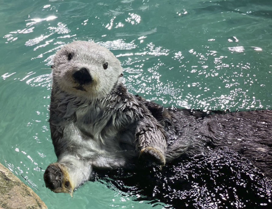 「マリンワールド海の中道」で飼育していた雄のラッコ「リロ」（同水族館提供）