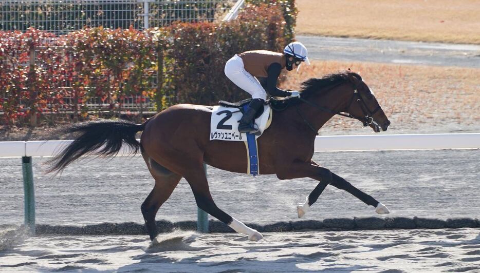 JRA2025年開幕レースを制したルヴァンユニベールルヴァンユニベール（撮影・岩川晋也）