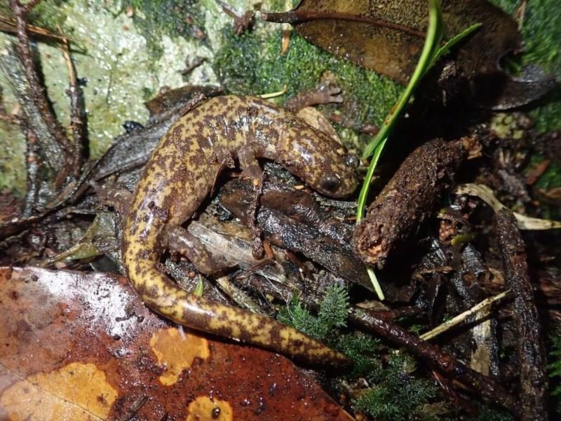 ソナンサンショウウオ＝雪覇国家公園管理処提供