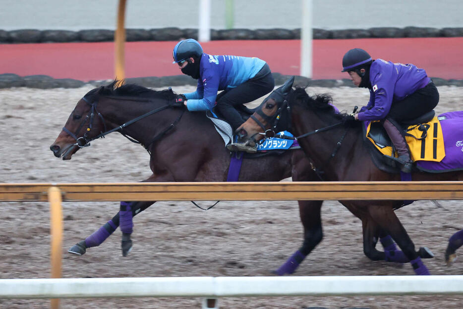 Cウッド3頭併せで先着したサトノグランツ（左）