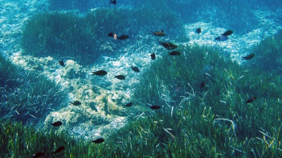 海草藻場は海底全体の１０００分の１を覆うだけだが水界生態系上の重要な役割を果たす