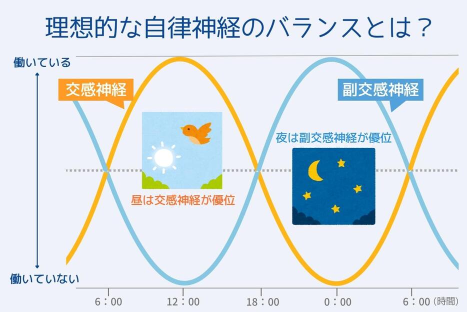 交感神経と副交感神経の働きを示すグラフ