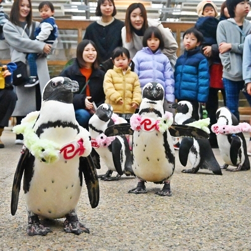 えとの「巳」にちなんだヘビのマフラーを着けて散歩するケープペンギン＝島根県松江市大垣町、松江フォーゲルパーク