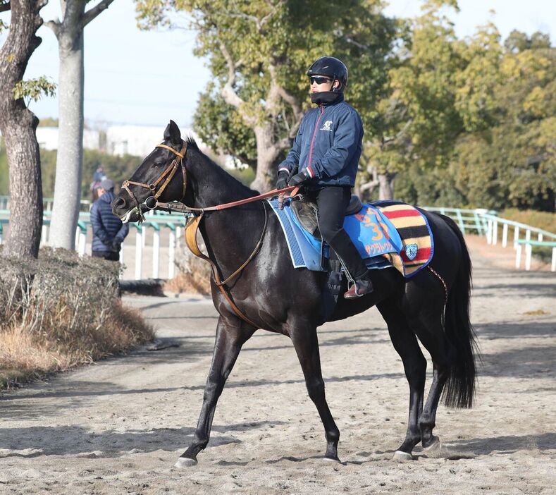 馬トク激走馬に算出されたサクラトゥジュール