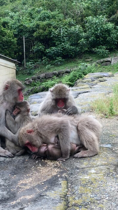 ハグした直後に毛繕いするニホンザル＝香川県の小豆島で