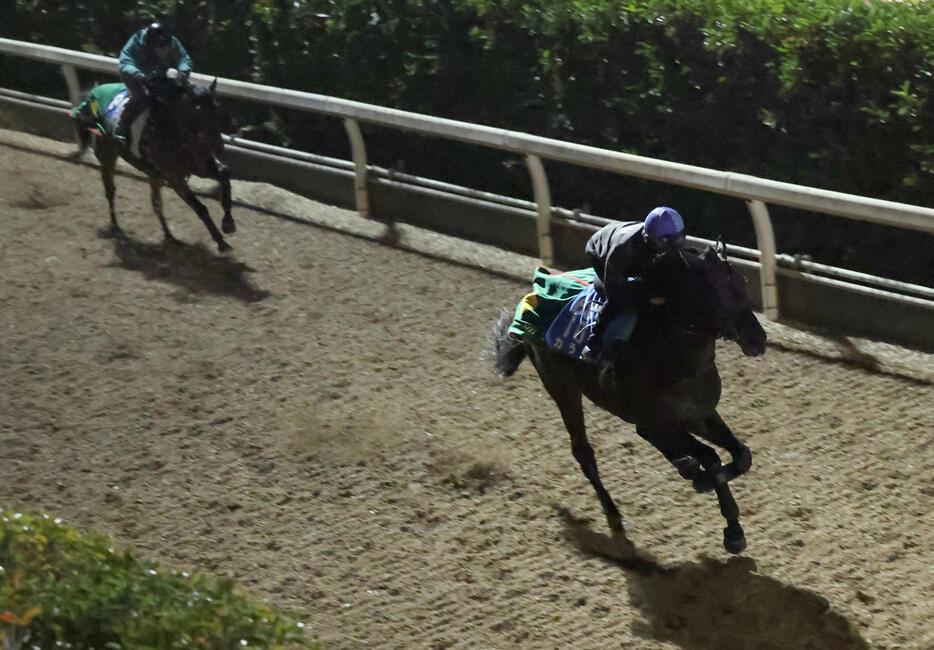 坂路にて併せ馬で追い切るカラテ（右）