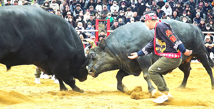 約25分に及ぶ激闘で魅了した最強の「徳之島全島一」優勝旗争奪戦(右・豊島幸輝心)＝3日、徳之島なくさみ館(伊仙町)