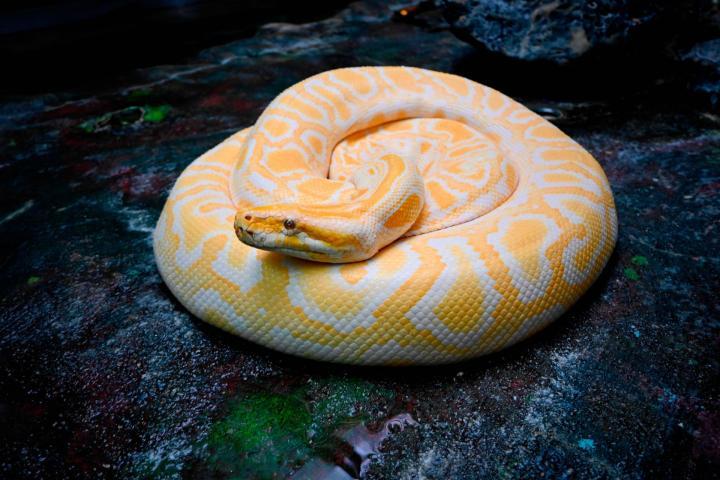 体にあるハート模様がおしゃれなヘビのマツリ（県立とべ動物園提供）