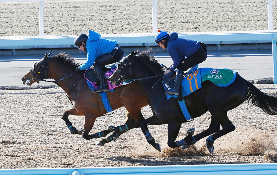 原騎手を背にゴールデンシロップ（右）はヒタムキと併せて追い切る（撮影・柴田隆二）