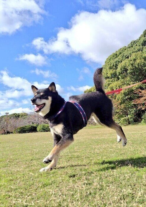 元気に走るさてつくん