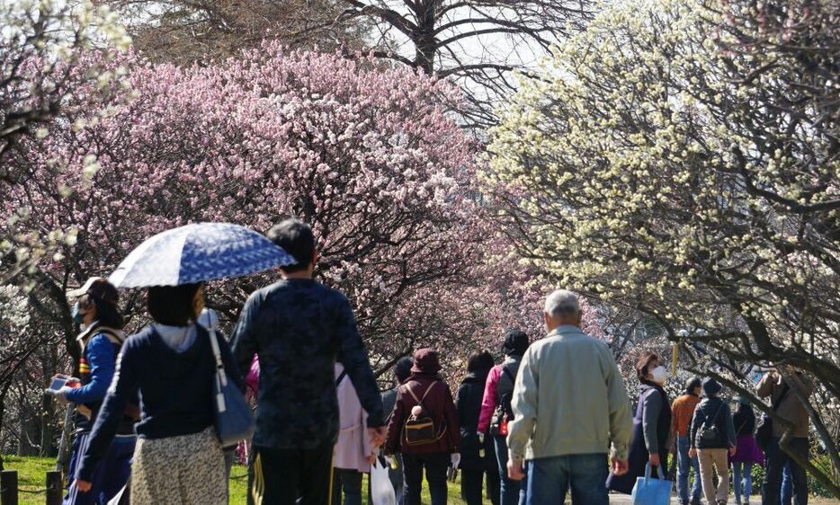 大阪府堺市の荒山公園では、梅の花が見ごろを迎えており、色とりどりの花々が訪れた人たちの目を楽しませている。同公園では「観梅の際は、新型コロナウイルス感染拡大防止にご協力をお願いします」と呼びかけている。