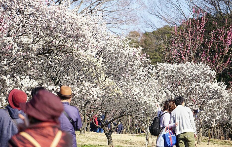 訪れる人たちの目を楽しませていた荒山公園の梅園