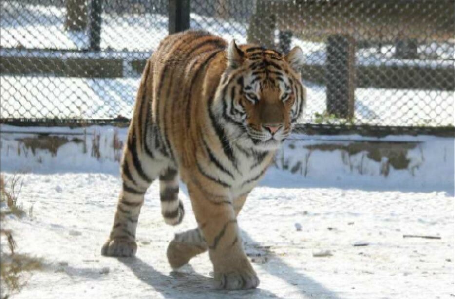 [写真]3月、天王寺動物園にやってくるアムールトラの風＝2月撮影（提供：天王寺動物園）