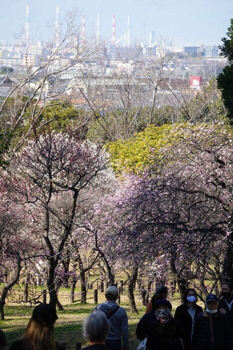 [写真]公園内では梅が咲き誇る。遠くには工業地帯が見える＝22日午後2時半ごろ、大阪府堺市南区で