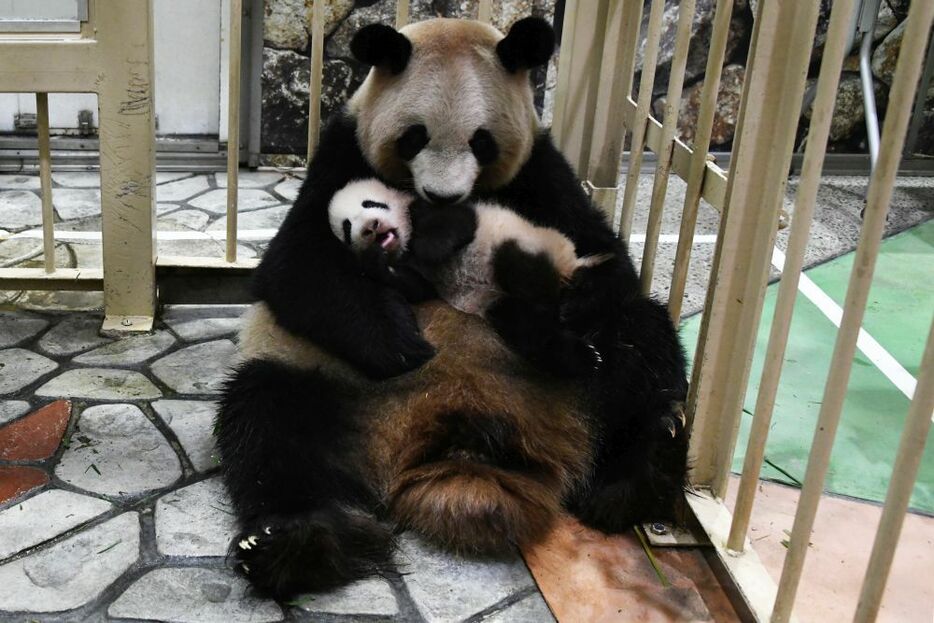 [写真]母親のおっぱいも自力で探せるようになった赤ちゃん＝22日、和歌山県白浜町で（写真提供：アドベンチャーワールド）