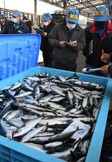 八戸港第3魚市場A棟に水揚げされる「八戸前沖サバ」＝2020年11月