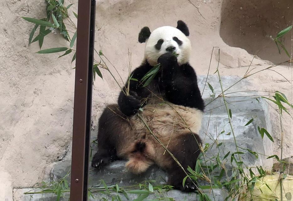 ロシアのモスクワ動物園でもパンダは人気（2019年8月16日、中川美帆撮影）