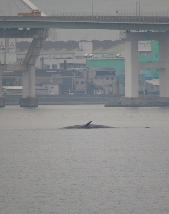 ［写真］大阪・淀川の迷いクジラ＝13日午後1時ごろ、大阪市此花区から撮影