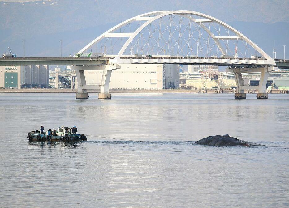 ［写真］淀川河口付近に迷い込んで死んだクジラの曳行作業が大阪市によって18日朝から始まった。後方には最初発見された高速道路付近が写っている＝18日午前10時すぎ、大阪市此花区で