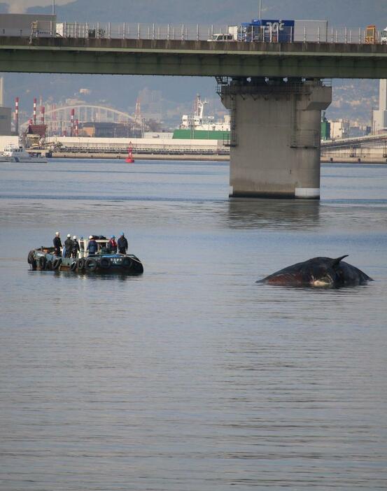 ［写真］曳行されるクジラ＝18日午前10時半ごろ、大阪市此花区で