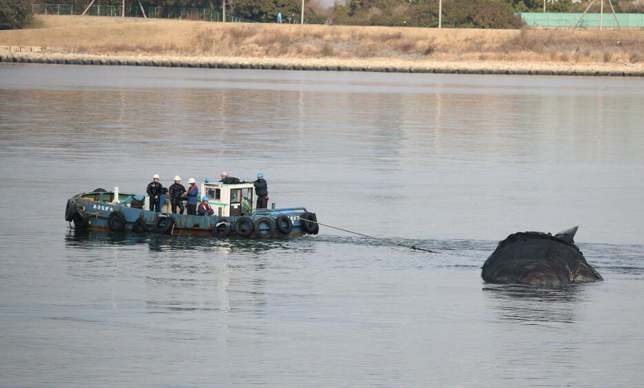 ［写真］曳行されるクジラ＝18日午前10時10分ごろ、大阪市此花区で