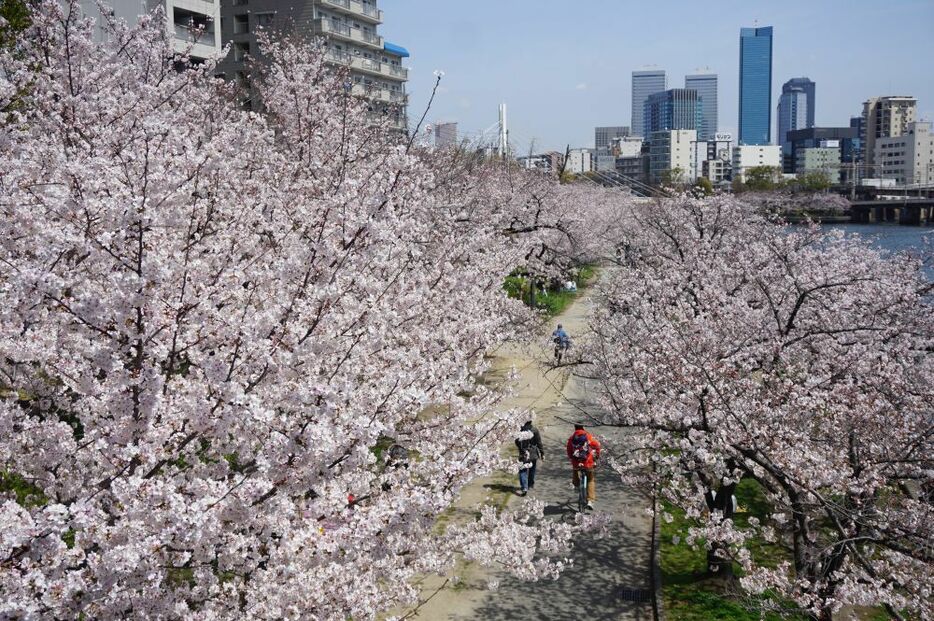 [写真]大阪府の桜の満開が発表された。大川沿いでも歩きながら花見を楽しむ人の姿が多く見られた＝30日午後12時半ごろ、大阪市北区で