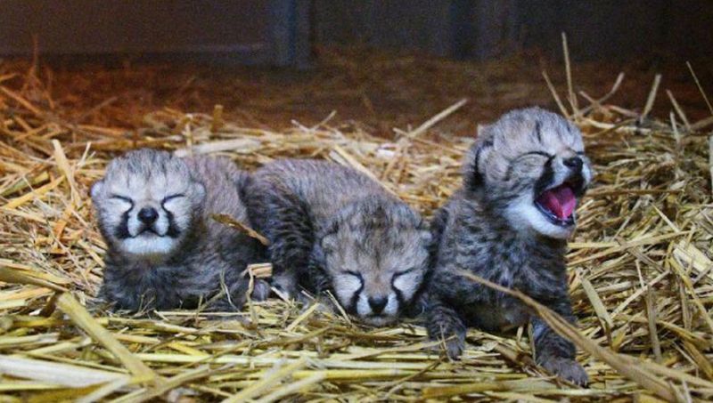 ［写真］アドベンチャーワールドで誕生した3頭のチーターの赤ちゃん。写真は生後3日目の今月22日に撮影＝和歌山県白浜町で（写真提供：アドベンチャーワールド）