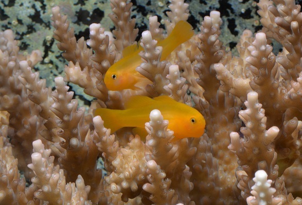 [画像] 名古屋港水族館が国内初繁殖に成功したキイロサンゴハゼ