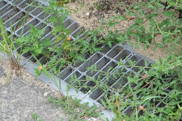 [写真]道路脇の側溝。水がたまるとヒトスジシマカの産卵場所になりやすい