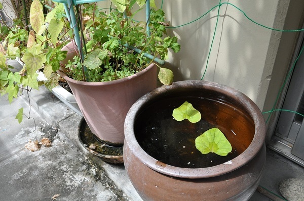 [写真]園芸用にベランダに置かれたつぼなどは、小まめに水を取り替えないとボウフラがわきかねない